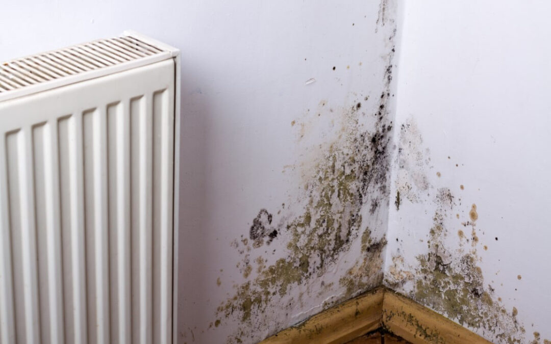 How to Manage Mould