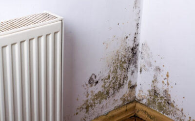 How to Manage Mould